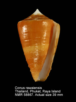 Conus rawaiensis.jpg - Conus rawaiensisMotta,1978